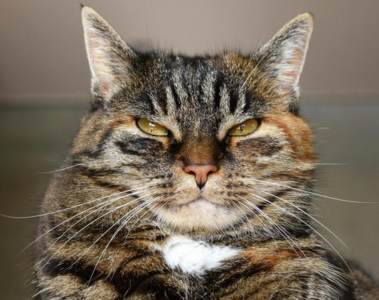How to Choose the Perfect Food for Your Cat
