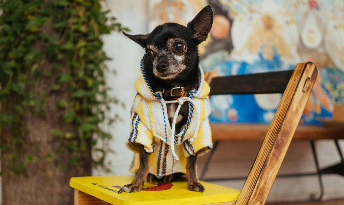 How Your Pet Can Become the Next Instagram Star